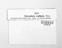 Tubercularia confluens image